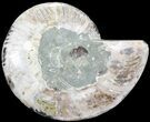 Bargain, Cut Ammonite Fossil (Half) - Agatized #71058-1